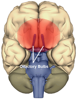 Olfactory problems after brain injury.