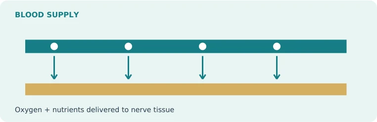Illustration of oxygen and nutrients reaching nerve tissue through blood supply
